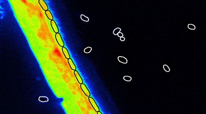 NanoSIMS imaging of fungal hyphae, germinated cells and spores (white circles) of the bacterium Bacillus subtilis
(© UFZ/ProVIS/Anja Worrich)